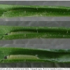 thym sylvestris larva1 volg5